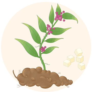 茯苓