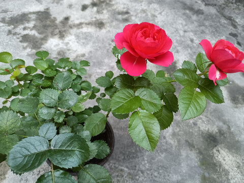 玫瑰花