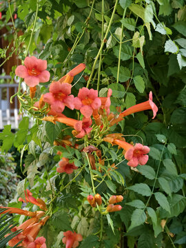 凌霄花