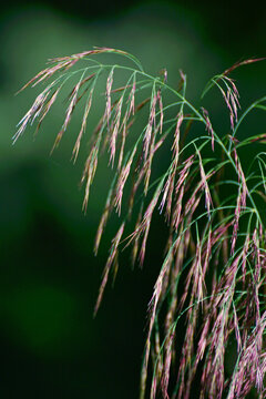 野草光影