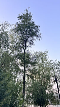 天空树木
