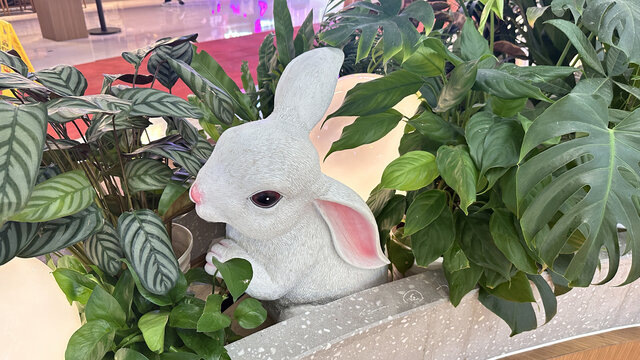兔子