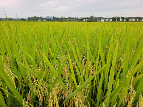 荣县赖河坝水稻茂盛
