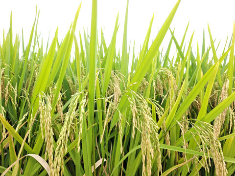 荣县赖河坝稻穗