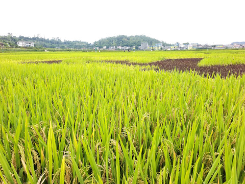荣县赖河坝水稻