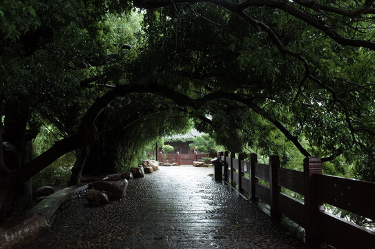 雨中公园植物绿道汀州古城