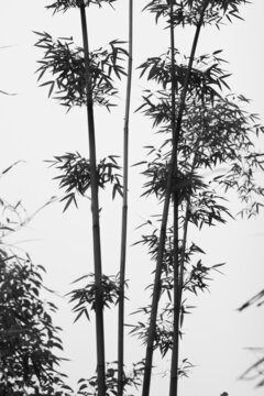 水墨竹子