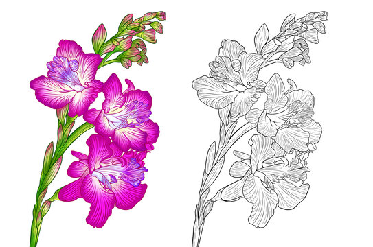 手绘花鸢尾花