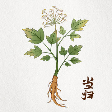 当归插画