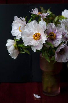 芍药花