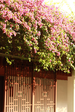 勒杜鹃花