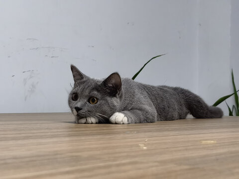专心的猫