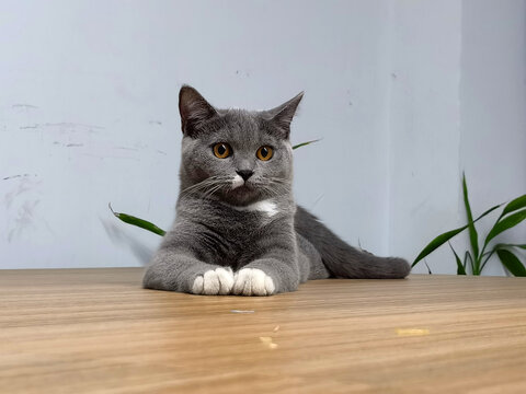 看你的猫