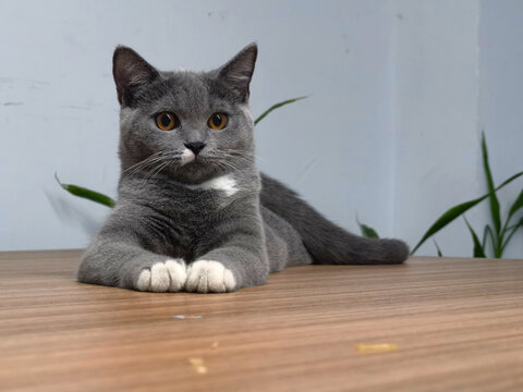 看你的猫