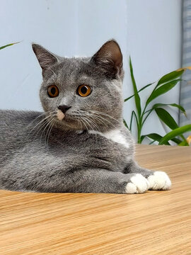 专注的猫
