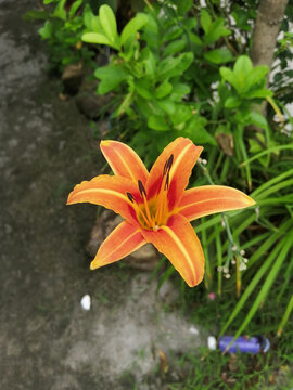 黄花菜