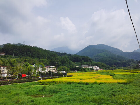 稻田