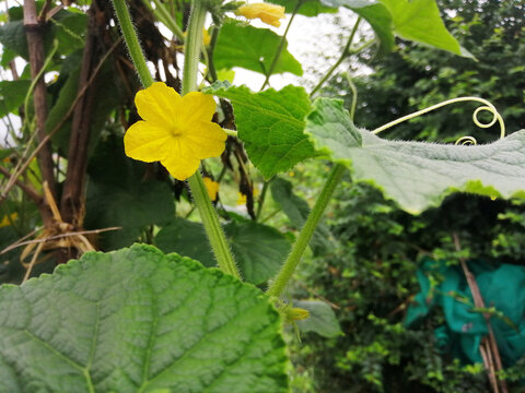 丝瓜花