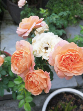 月季花