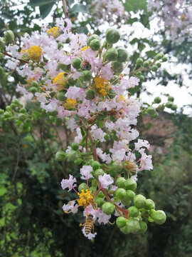 紫微花