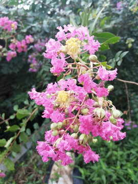 紫微花