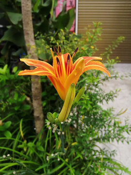 黄花菜