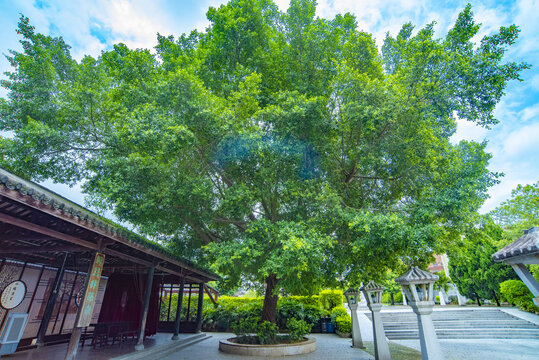 庭院