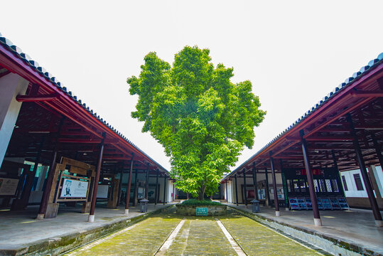 考棚庭院