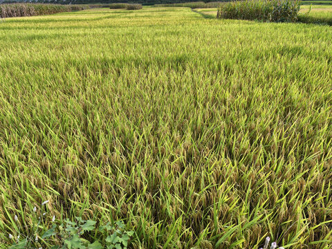 金色稻田田园风光