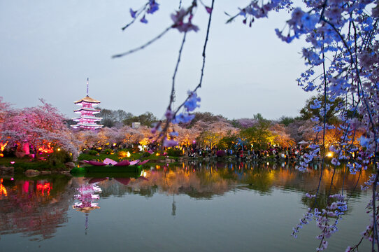 武汉樱花园夜景