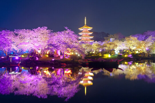 武汉樱花园夜景