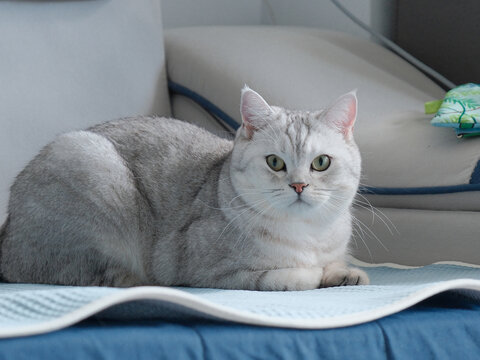 猫咪