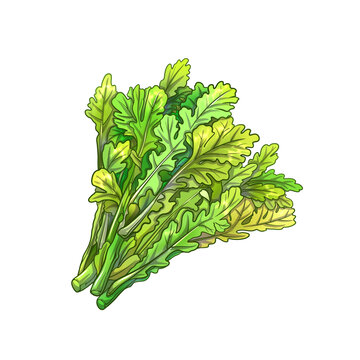 茼蒿