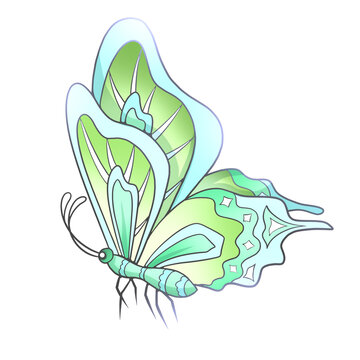 蝴蝶