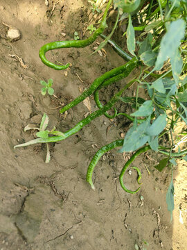 农地种植辣椒线椒