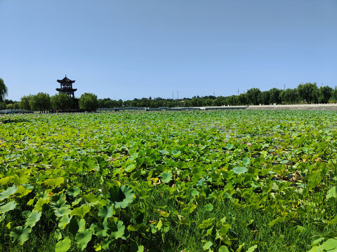 宝鸡公园池塘荷叶