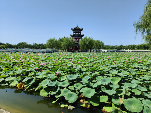 宝鸡公园池塘