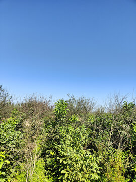 农村田野风光