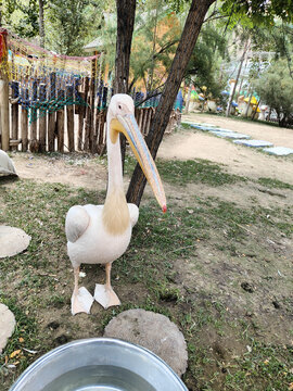 动物园鹈鹕