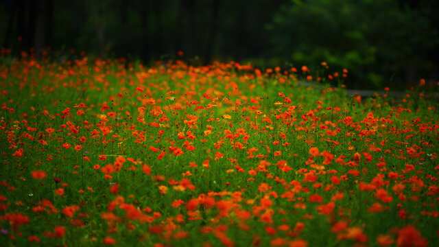 唯美花丛格桑花意境背景