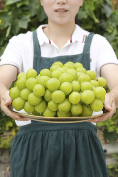 阳光玫瑰青提