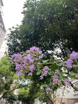 紫薇花