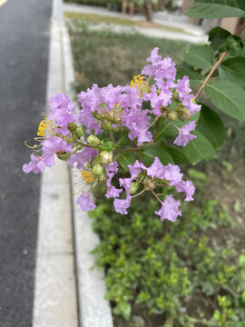 紫薇花