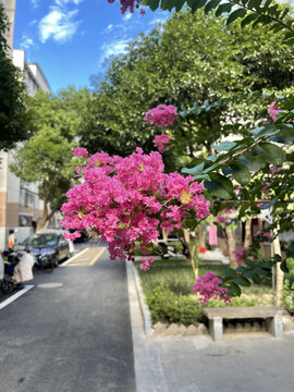 紫色的紫薇花