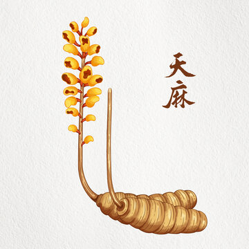 天麻插画