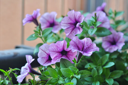 矮牵牛花
