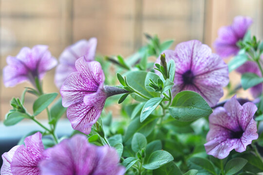 矮牵牛花