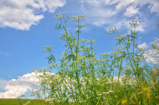 呼伦贝尔大草原