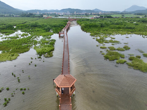 海陵岛红树林湿地