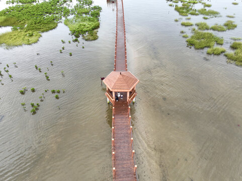 海陵岛红树林湿地